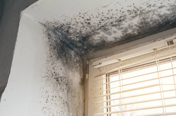 Affordable Mold Inspection And Testing solutions in Fairview, NJ